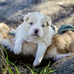 Girl 2 - Gold female Border Collie puppy in Mariposa, California from Team Reeves Ranch