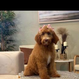 Bindi - Goldendoodle