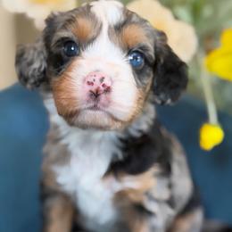 Two toe - male Bernedoodle puppy in Yuciapa, California from AlltheDoodlez_