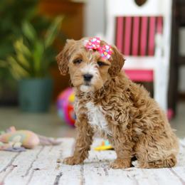 Janice - Apricot female Goldendoodle puppy in Applecreek, Ohio from Pleasant Acre Farms