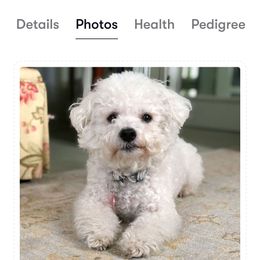 London - White female Bichon Frise puppy in Selma, North Carolina from Havenkennels