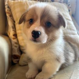 Apple Cider - Sable male Pembroke Welsh Corgi puppy in New Auburn, Wisconsin from Cordell Corgis