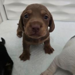 Godiva - Chocolate and tan female Dachshund puppy in Great Falls, Montana from Green Dragon Kennel