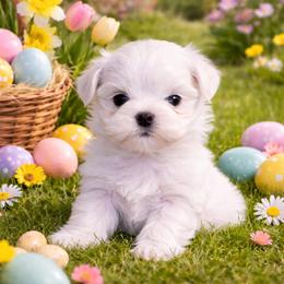 Boy 1 - White male Maltese puppy in Wilson, New York from Maltese By Valerie