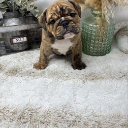 Snickers (BOY) - Fawn brindle and white male Bulldog puppy in Wagoner, Oklahoma from Bre's Bulldogs