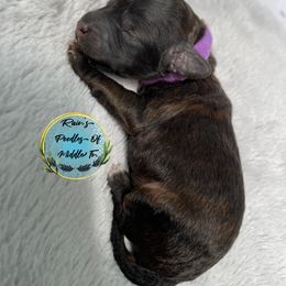 Girl 1 - Brindle Poodle puppy in Shelbyville, Tennessee from Rains Poodles Of Middle TN