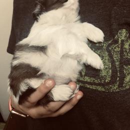 Shih Tzu Puppies from Willow Lane Shih Tzus