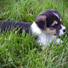 Pembroke Welsh Corgi puppies from The Blessed Herd