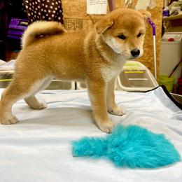Girl 1 - Red female Shiba Inu puppy in Greer, South Carolina from Crescent Moon Shibas