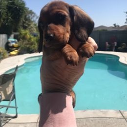 Boy 2 - Red male Dachshund puppy in Winton, California from Lashunds Miniature Dachshunds