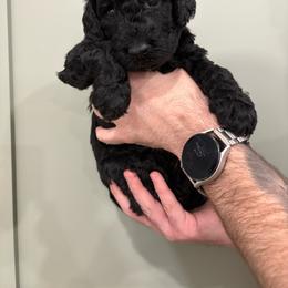 Cobi - Black male Goldendoodle puppy in Mesa, Arizona from Schmidt’s Doxies N Doodles