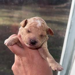 Boy 4 - Brown and white male Aussiedoodle puppy in Mtn Rest, South Carolina from Stocktons Doxies & Doodles