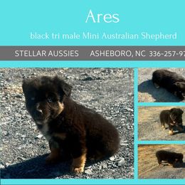 Ares - Black tri male Miniature Australian Shepherd puppy in Asheboro, North Carolina from Stellar Aussies