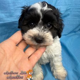 Sampson - Black and white male Schnoodle puppy in Pisgah, Alabama from Mashburns Little Munchkins