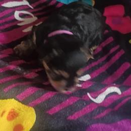 Issac - Black and tan male Yorkshire Terrier puppy in Jacksonville, Arkansas from Royal Yorkie Terrier