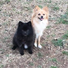 Pomeranians from Katie's Puffy Wuffies