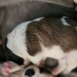 Saint Bernard Puppies from Amber's Saint Bernards