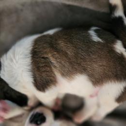 Saint Bernard Puppies from Amber's Saint Bernards