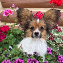 Shaggy - White and sable male Papillon puppy in Powell, Wyoming from Heart Mountain Kennels
