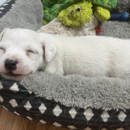 Border Collie and Jack Russell Terrier Puppies from CP FARMS BORDER COLLIES N JACKS CORP
