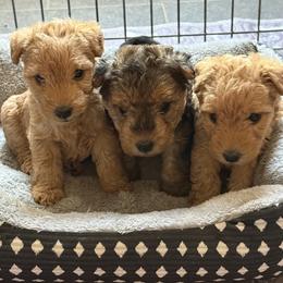 Lakeland Terrier Puppies from Paisley Lakelands