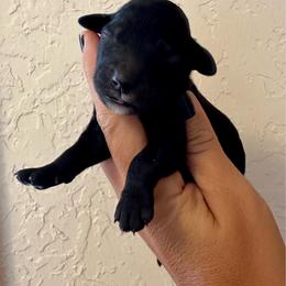 Lu's boy 3 - Black and white male Bernedoodle puppy in Marlow, Oklahoma from Crider’s Critters