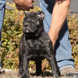Purple Collar - Tiger female Perro de Presa Canario puppy in Pocahontas, Illinois from Cabeza Grande Kennel