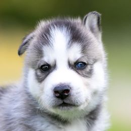 Siberian Husky Puppies from Lilbearshuskies