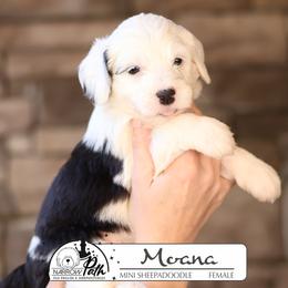 Moana - Black and white female Sheepadoodle puppy in Cleveland, Tennessee from Narrow Path Old English & Sheepadoodles