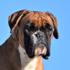 Katia - Boxer