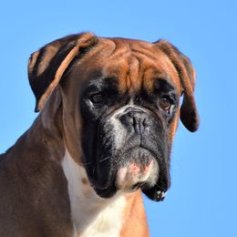 Katia - Boxer