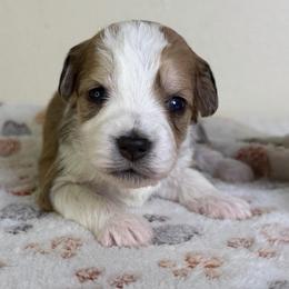 Daffy Duck - Cream and white male Aussiedoodle puppy in Tonasket, Washington from V5 Aussies