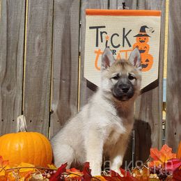 Siberian Husky Puppies from DarkSide Siberians