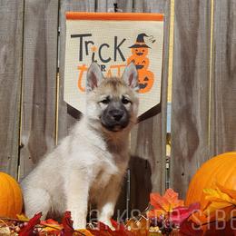 Siberian Husky Puppies from DarkSide Siberians