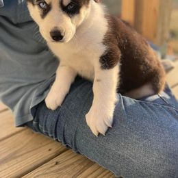 Siberian Husky Puppies from Siberian Huskies-Beckham the Great