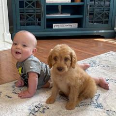 Goldendoodle and Irish Doodle Puppies from Blue Ridge Doodles