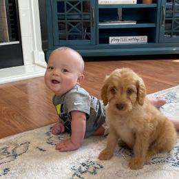 Goldendoodle and Irish Doodle Puppies from Blue Ridge Doodles