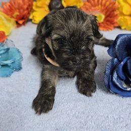 Sable Boy - Gold sable male Havanese puppy in Vinita, Oklahoma from Locust Creek Shih Tzu & Havanese