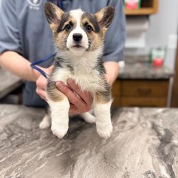 Caribou - Black and tan female Pembroke Welsh Corgi puppy in Ashland, Ohio from SS Australian Shepherds