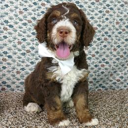 Bernedoodle and Goldendoodle Puppies from Doodles are Amazing