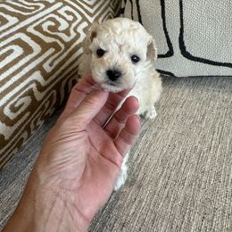 Henry - Cream male Poodle puppy in Queen Creek, Arizona from Prestigious Toy Poodles