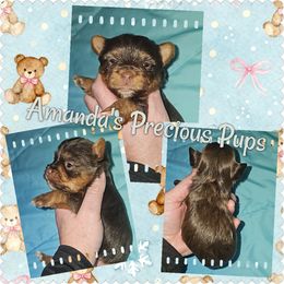 Chocolate Male - Chocolate and tan male Yorkshire Terrier puppy in Wartburg, Tennessee from Amanda's Precious Pups