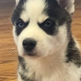 Siberian Huskies from MKE Siberian Husky Community