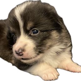 Firefly - Black and tan female Pembroke Welsh Corgi puppy in Hueytown, Alabama from AAA Corgis