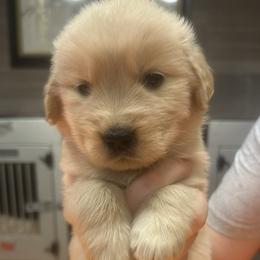 Orange Girl - Golden female Golden Retriever puppy in Sarasota, Florida from Chevaline Goldens