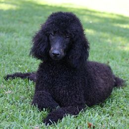 Merit - Poodle