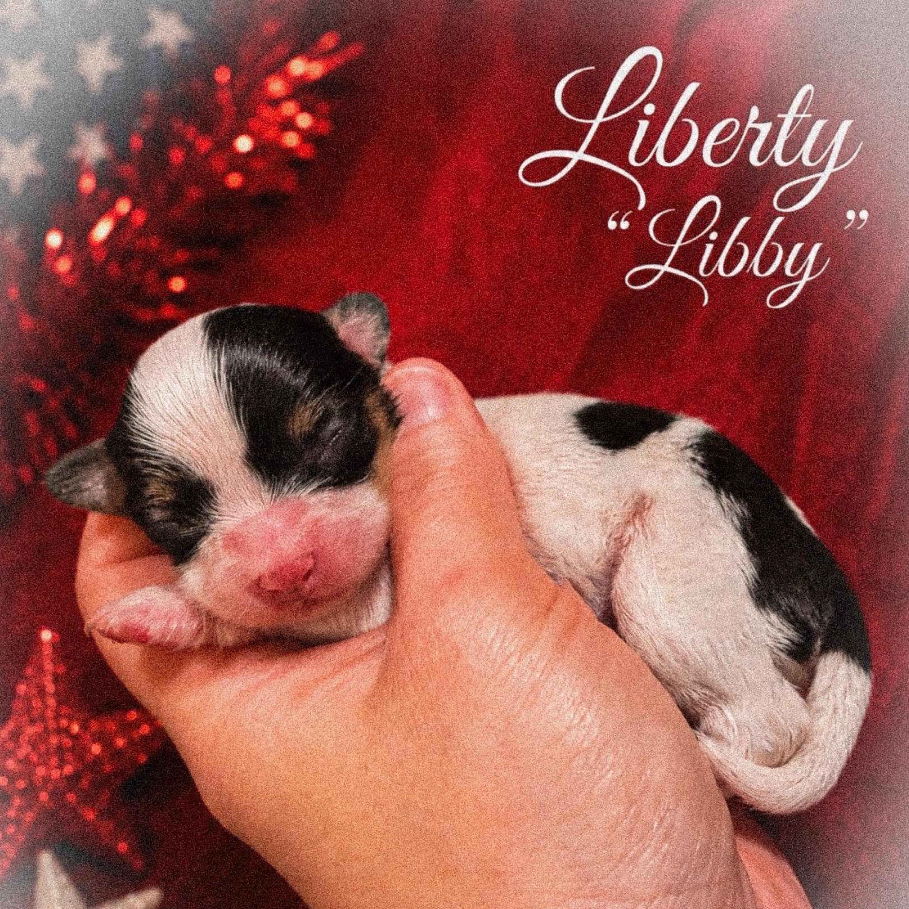 Liberty (Libby) - White black and tan female Papillon puppy in Coatesville, Indiana from Wendy’s Wings
