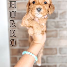 Churro - Red female Australian Labradoodle puppy in Decatur, Alabama from Southern Meadows Doodles