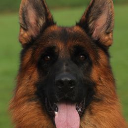 Hanco - German Shepherd