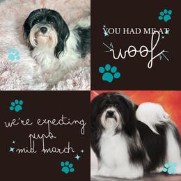 Havanese puppies from Butterfly Havanese